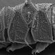 A tardigrade is seen under a microscope in greyscale. Its clawed feet are at at the bottom of the image.